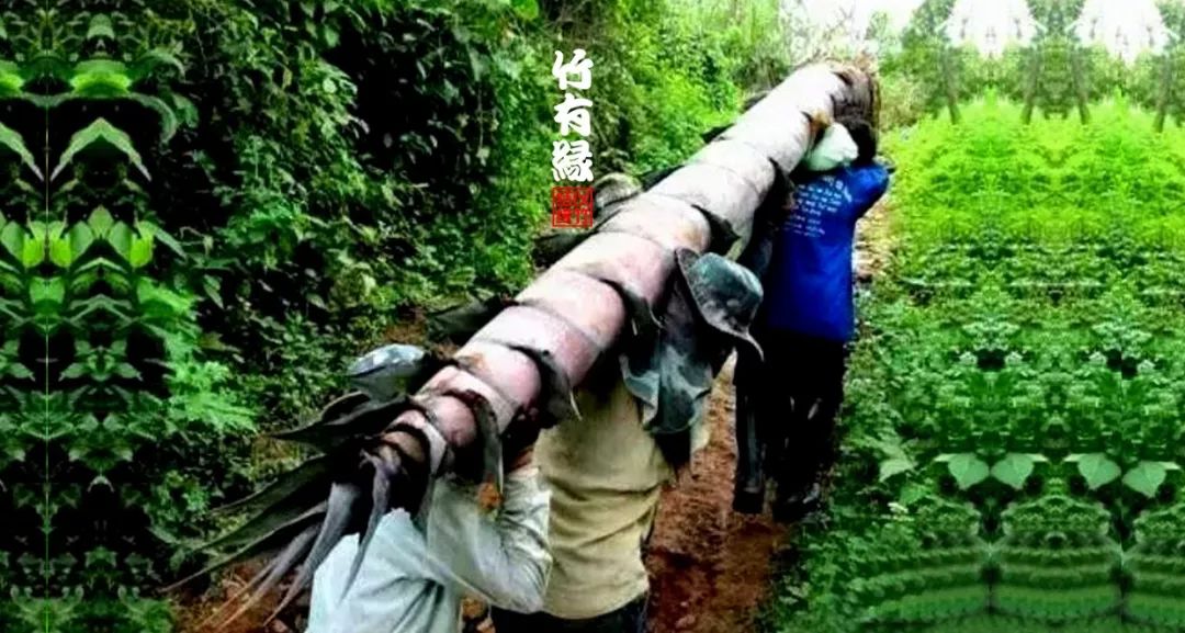 巨龙竹种多久成材,养龙竹风水