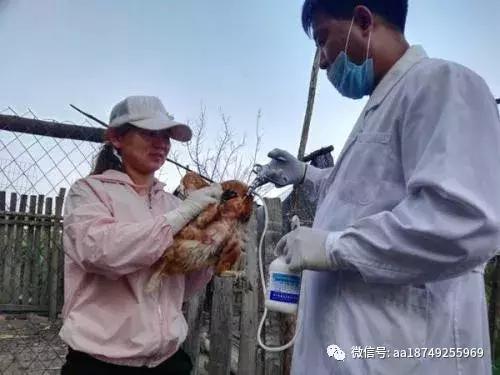 东北散养鸡怎样过冬,散养的鸡怎么过冬