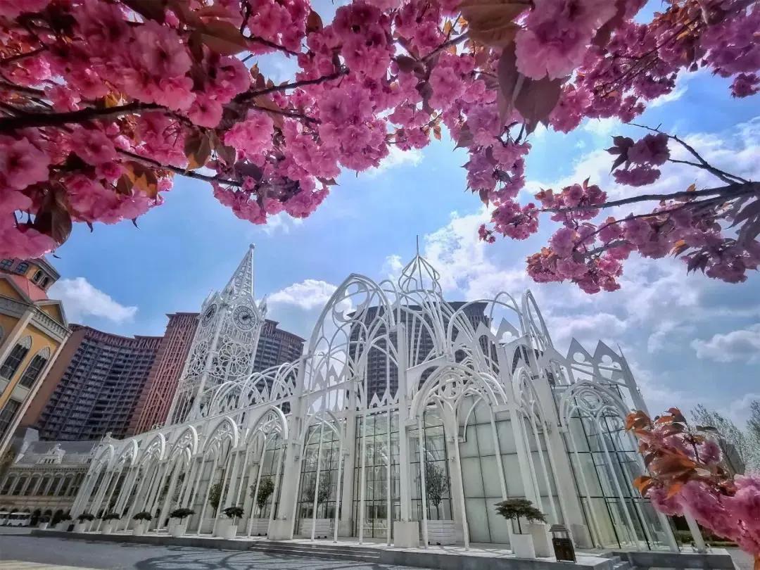 青岛胶南红树林旅游景点,西海岸红树林度假世界