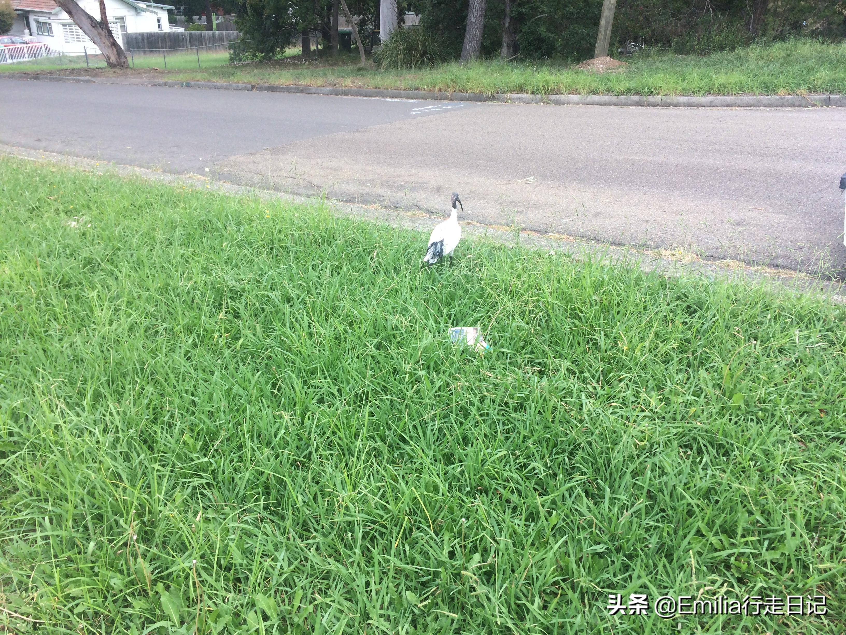 澳洲人居住的真实生活,在悉尼的感受