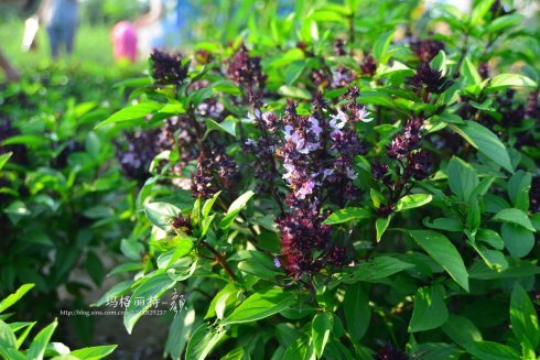 西餐常用的十三种香草介绍大全,西餐中常用的15种香料和香草