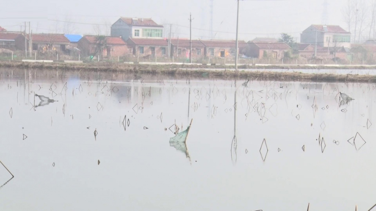 宿迁小龙虾今日价格表,肥美的小龙虾上市了吗