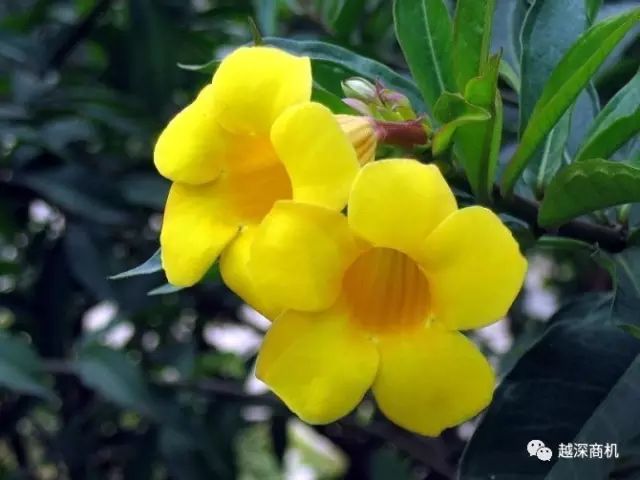 中国各大城市市花介绍,全国56市市花太美了的视频