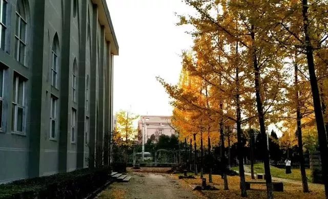 温州银杏哪里最美,温州秋冬的银杏树确实美