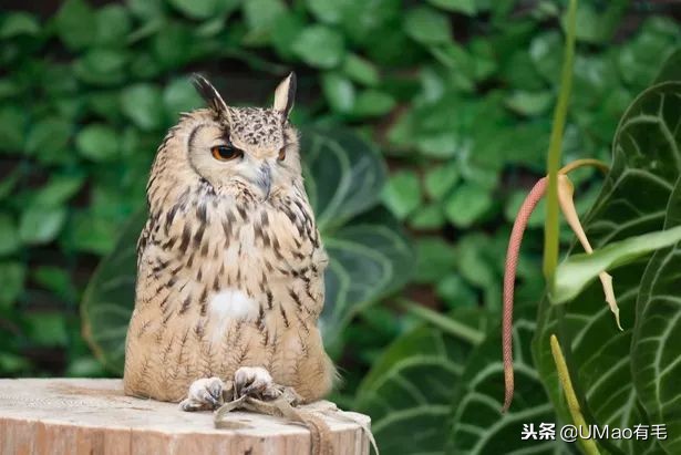 宫崎骏老爷爷笔下经典形象龙猫的原型居然是个鸟,WTF+问号脸