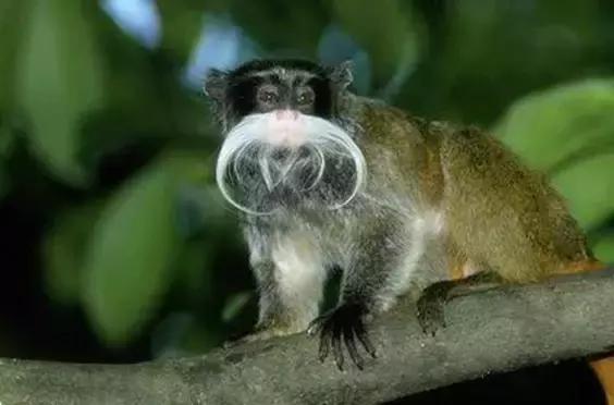 致命的60种动物,60种没见过的动物