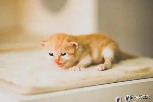 领养代替购买真的好吗？