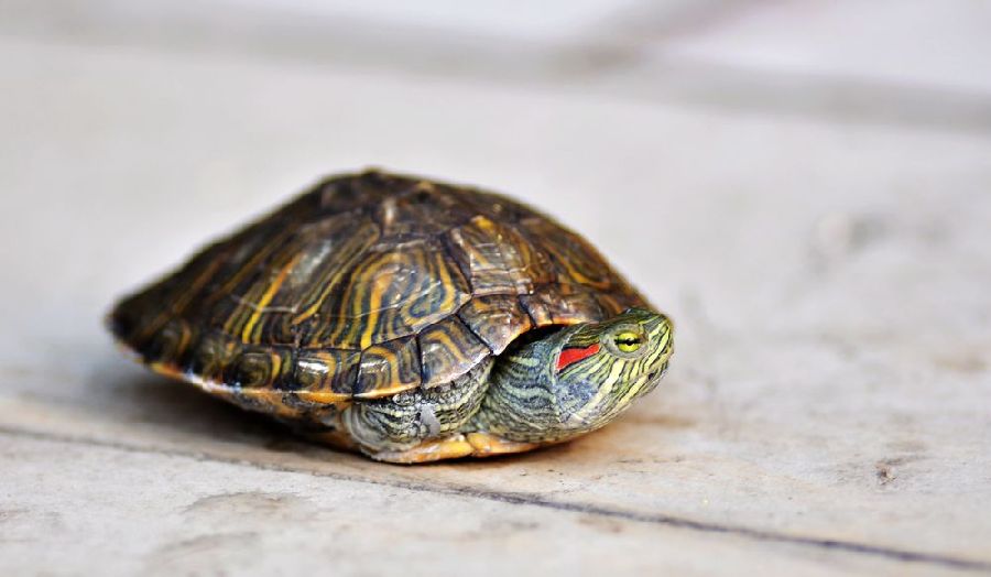 三种野生蝙蝠不能吃,十大不能吃的野生蝙蝠