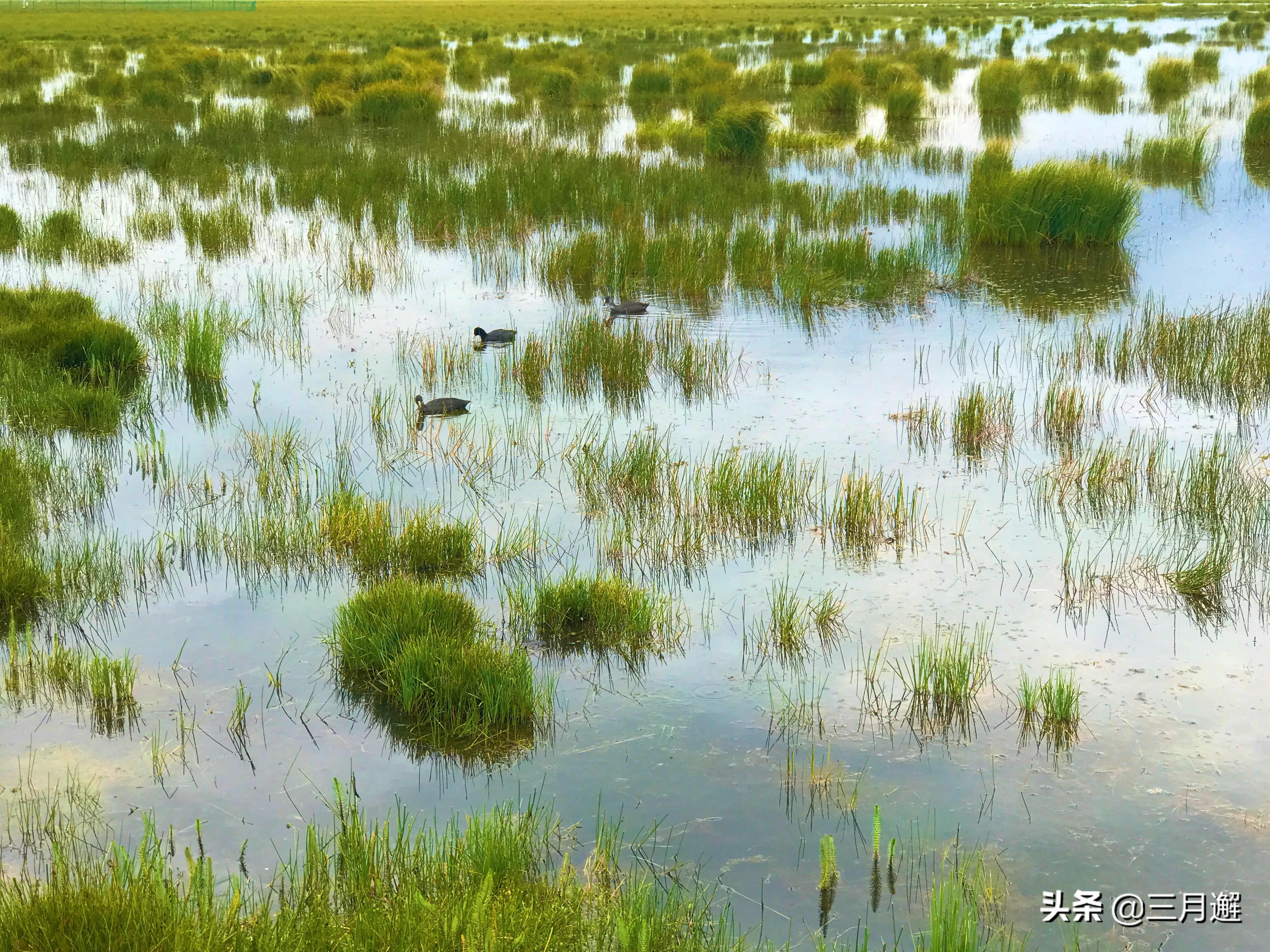 下雨天的若尔盖能去吗,阴雨天的若尔盖花湖