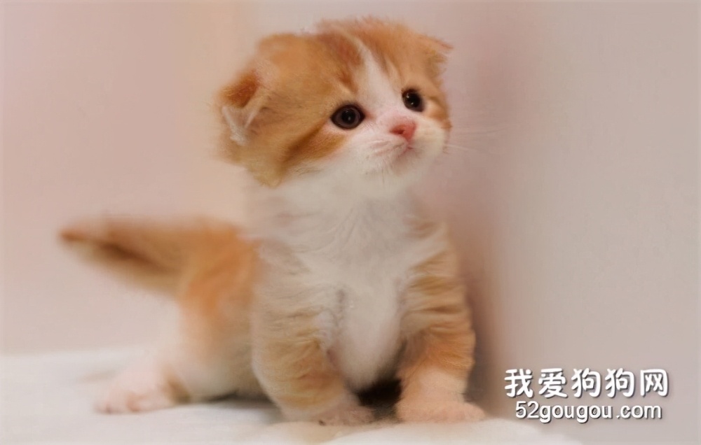 宠物猫为什么会得湿疹,宠物猫为什么那么容易得病