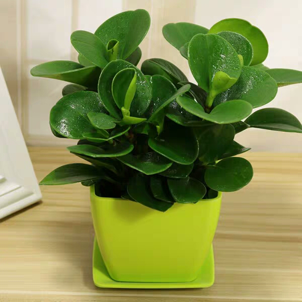 种植花卉有哪些用途呢,家庭养花什么花有毒