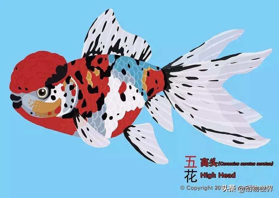 金鱼大体型的品种,金鱼品种介绍之龙睛高头