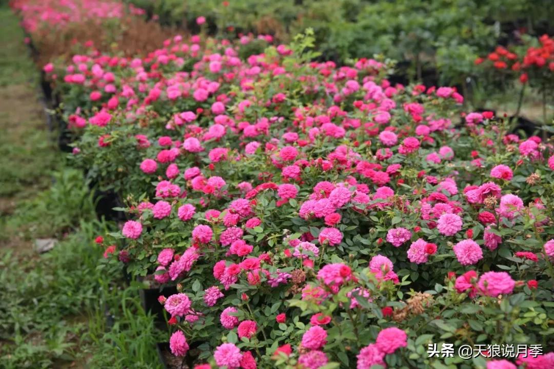 又一个十年,国产自育品种