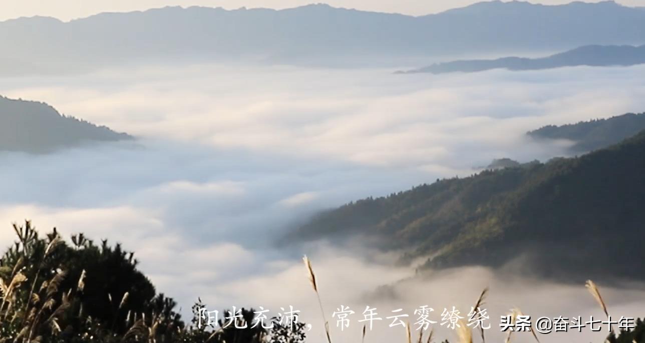 东方神润橄榄油,山茶油是东方橄榄油吗