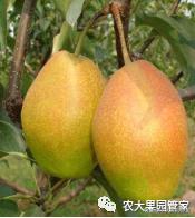 种植新品种果树苗一手货源,各种新品种果树苗木一手货源