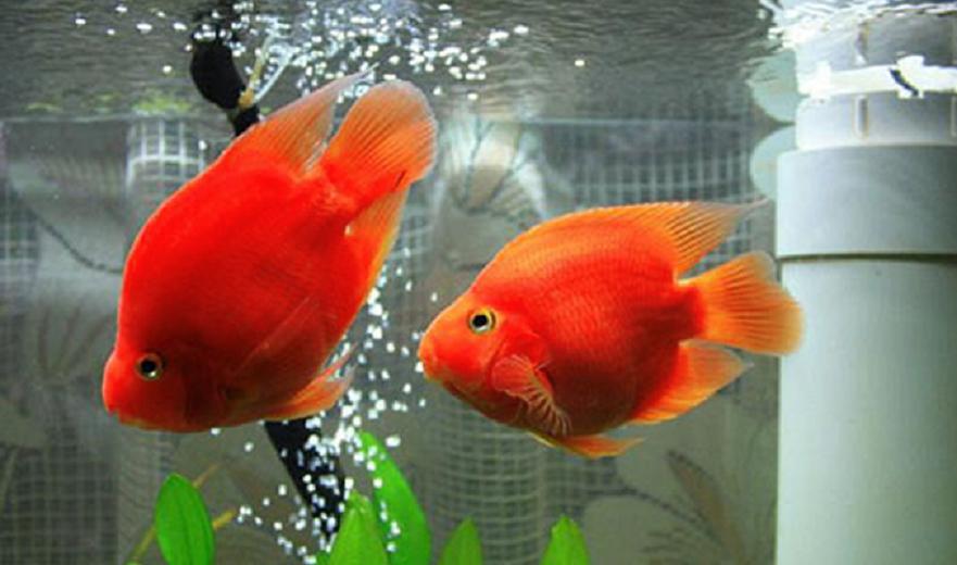 血鹦鹉鱼品种及图片,请欣赏5种血鹦鹉鱼的外形特点