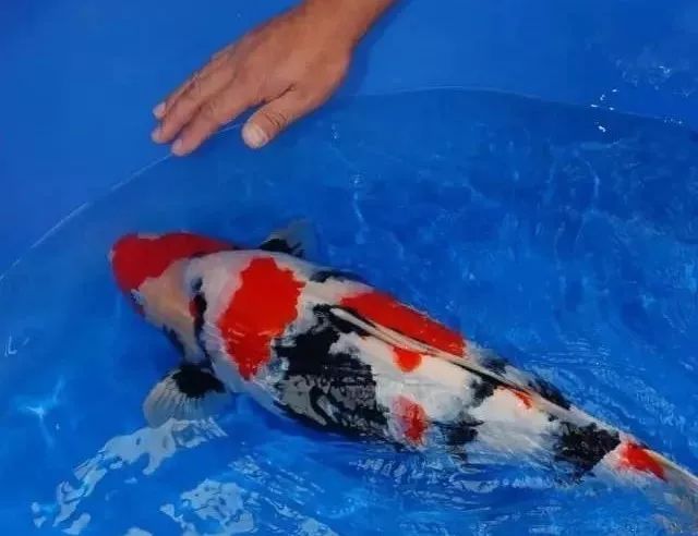 养锦鲤的技巧和方法,养锦鲤如何防鱼病