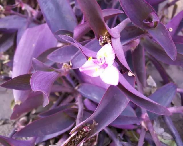 剪个花枝就能开花的植物,枝条就能存活的盆栽植物