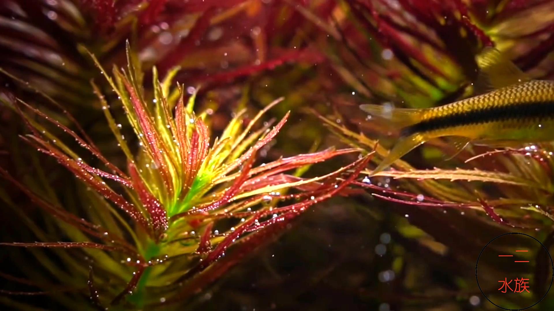 鱼缸绿水了用杀菌灯正确使用方法,鱼缸治理绿水的最佳方法是
