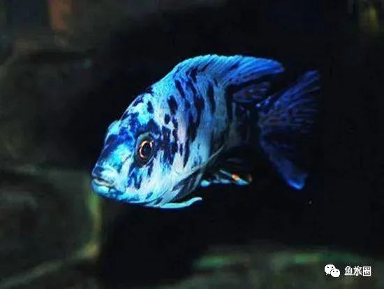 三湖慈鲷马鲷孔雀鱼多久发色,三湖慈鲷鱼之马鲷鱼
