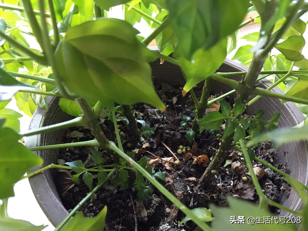 花盆里长蘑菇是好事还是坏事,花盆土里长蘑菇是好是坏