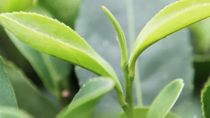 豪宅喝茶,豪宅庭院喝茶