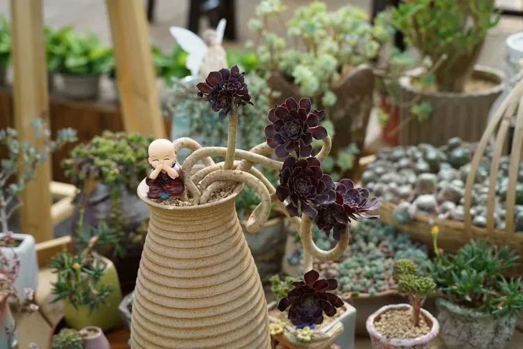 冬去春来，愿你无恙，疫情退去，养肉依旧！