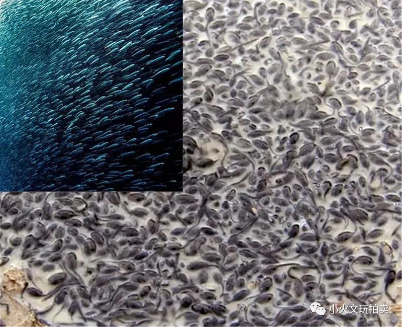 怎样辨别和田玉的山料和籽料,和田玉老料籽料的鉴别方法