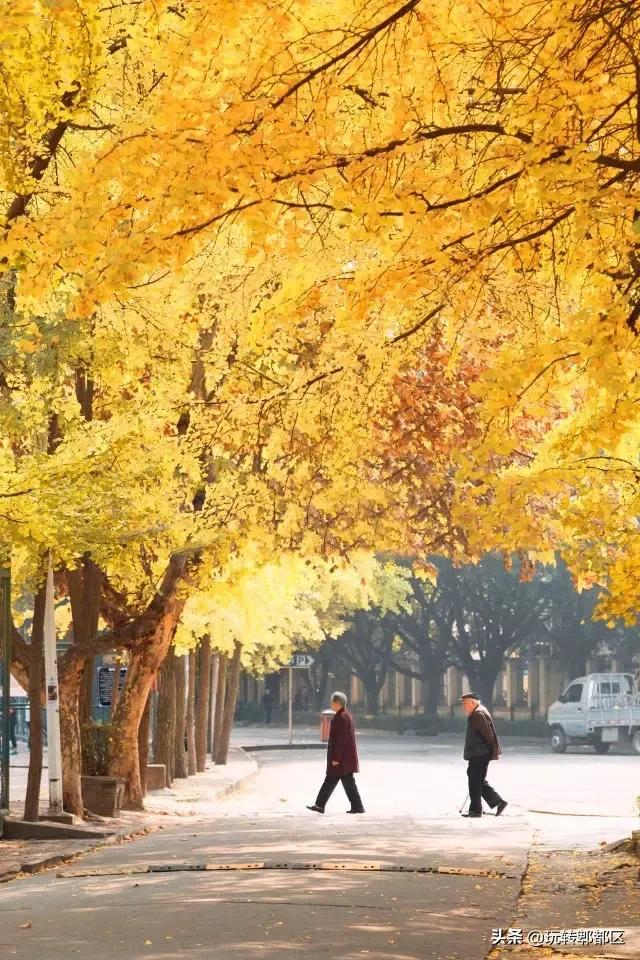 郫都区十大银杏打卡地,郫都区看银杏最好的地方