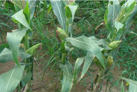 种植玉米高产技术有哪些,积温在2500到3000的高产玉米种子