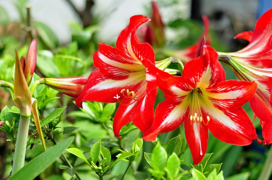 人养花一时养人一生,人养花同时花也养人