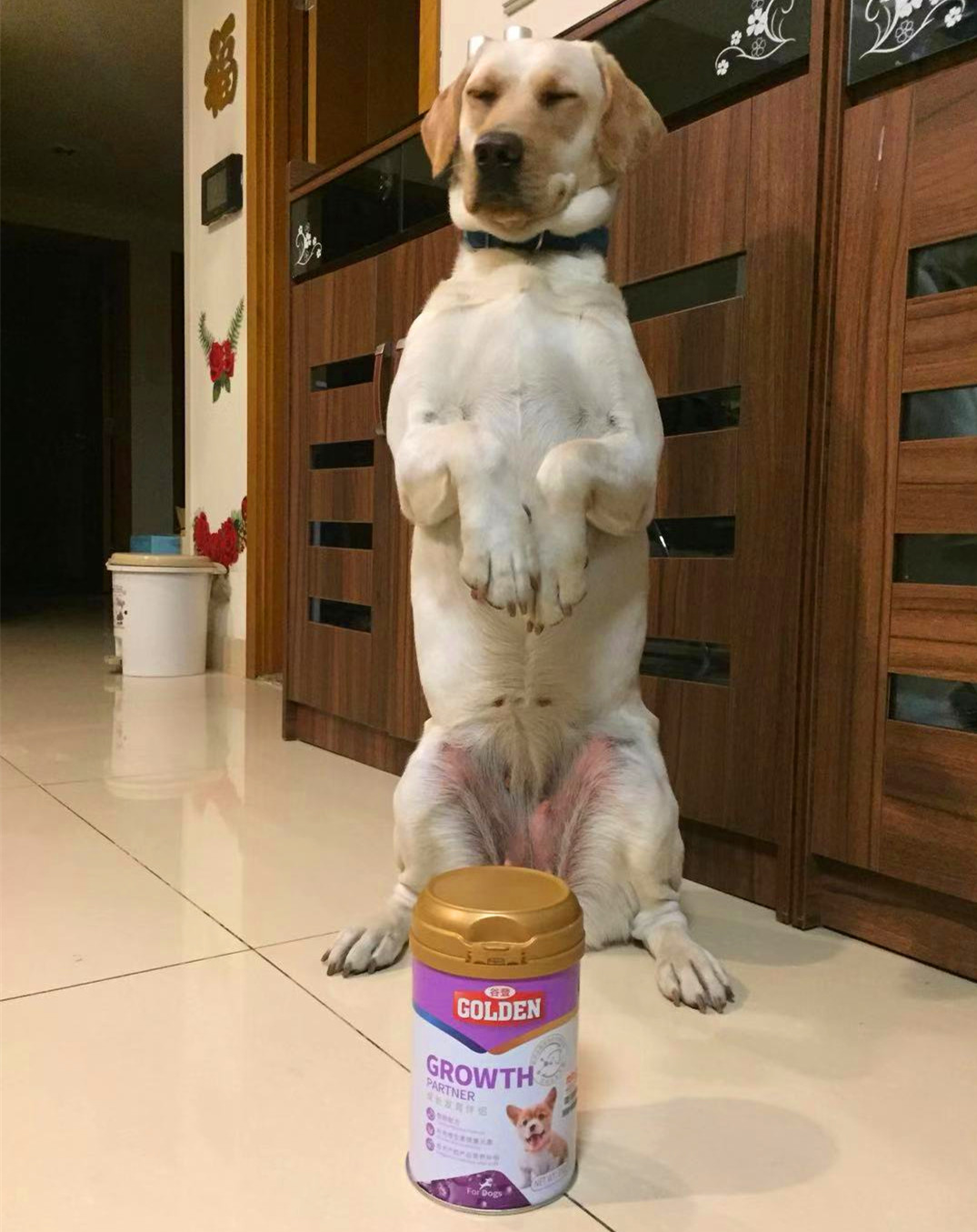 狗狗偏瘦了怎么办,狗狗偏瘦的解决方法