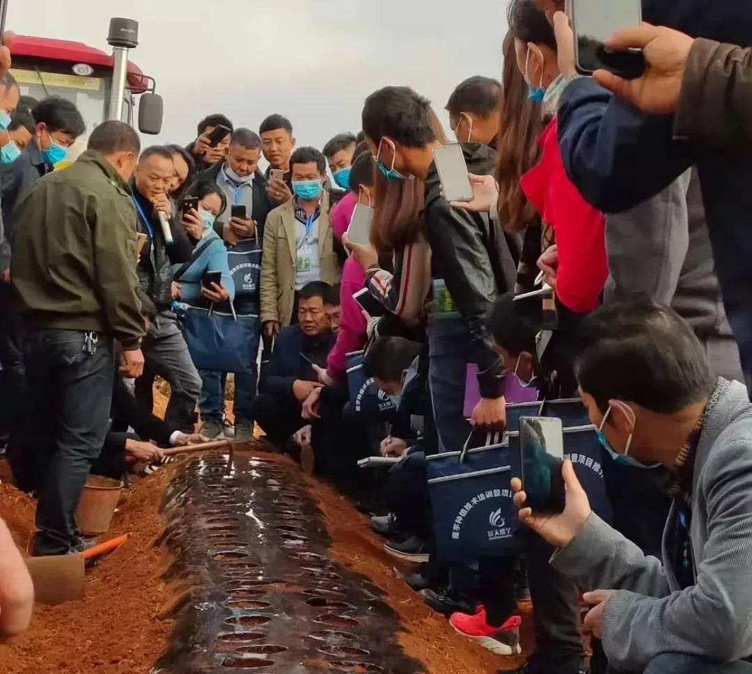 魔芋种植近几年价格变化,魔芋价值低迷种植前景还行吗