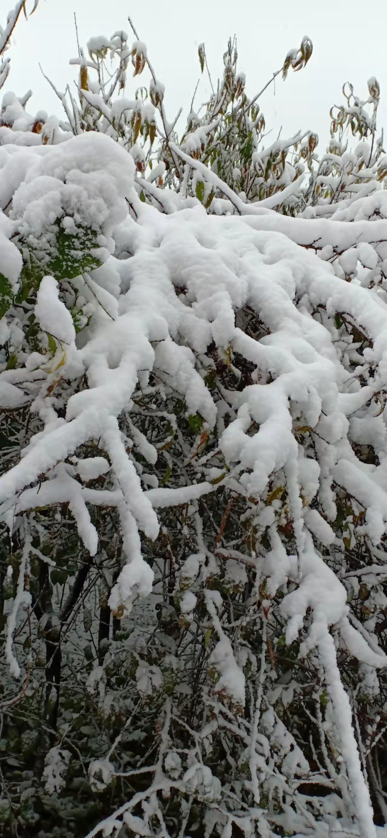 七绝立冬感怀新韵,五绝立冬感怀
