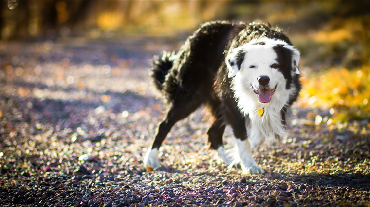 狗狗毛发干枯粗糙怎么办用护毛素,怎么让狗狗毛发有光泽