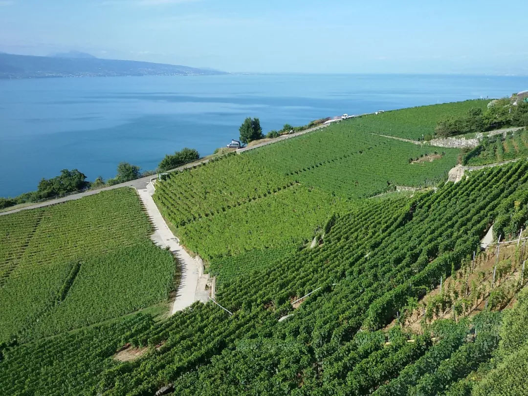 AI的下一波价值浪潮将出现在农业,最受欢迎的7个AI应用了解一下