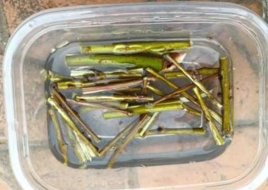 养花怎么养才能养根,养花先养根学一招就能撑爆盆