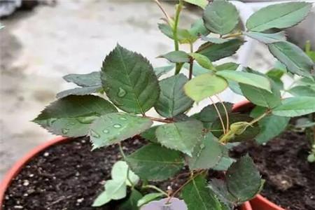 十种最省钱的扦插方法,最简单的扦插方法赶紧学起来吧