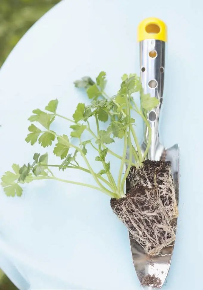 施肥手法,施肥技术和方法