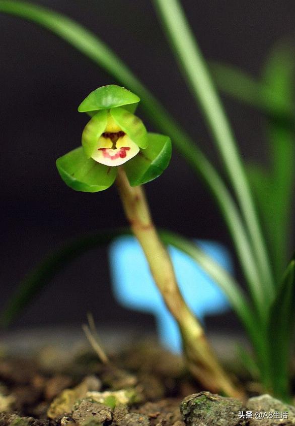 每日一品中国兰花春兰,每日一品完整视频