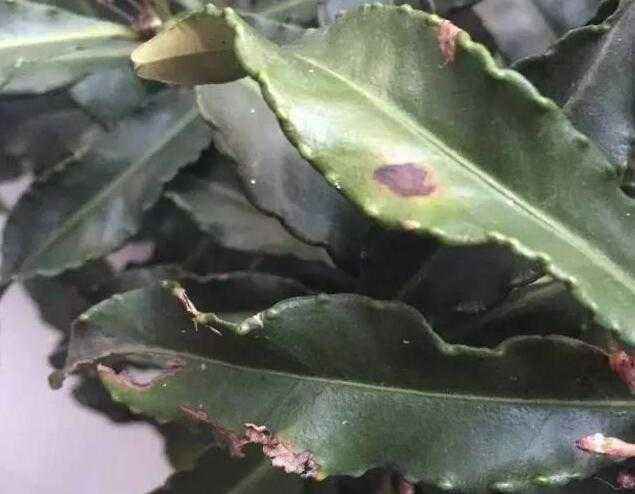 盆栽黄金万两的方法,黄金万两盆栽怎么才能结果