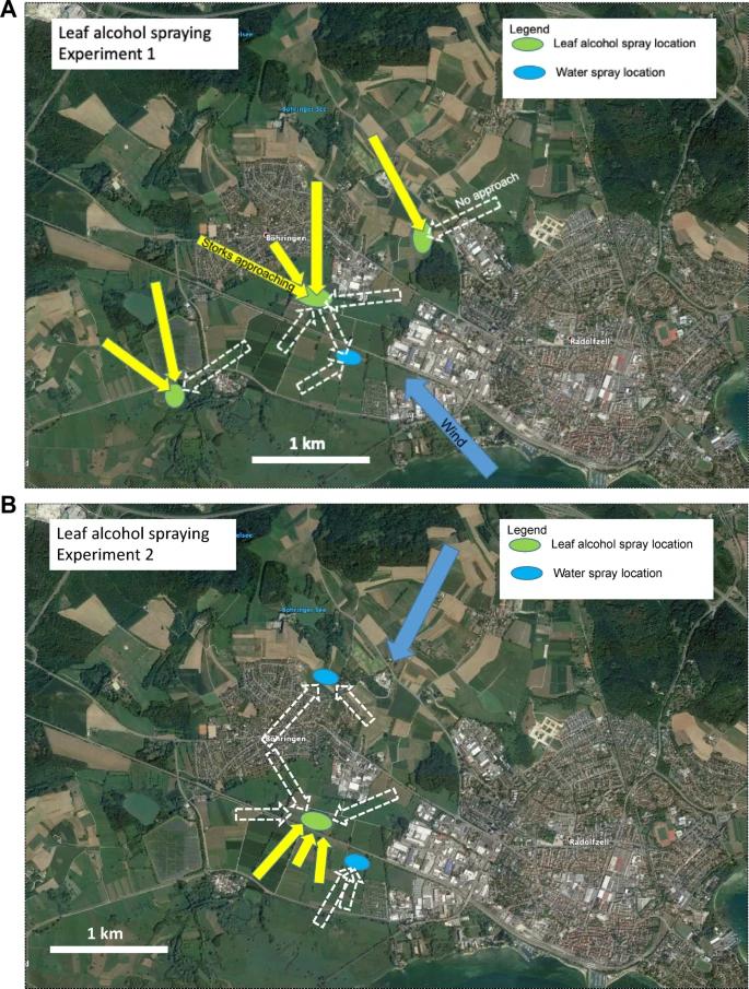 鸟的听觉比人好吗,鸟的嗅觉是人的多少倍