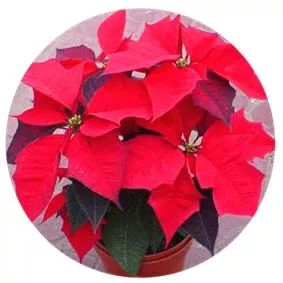 全部金木水火土五行五系植物介绍,五种植物代表五行