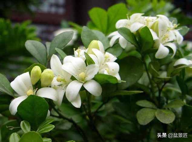 天气转凉好好照顾身体,冬天米兰可以晒太阳吗