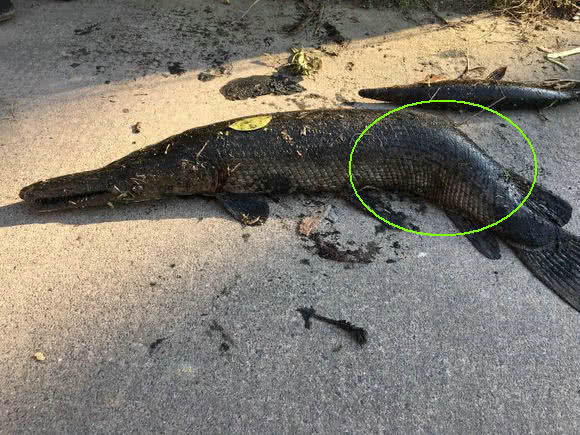 鱼塘出现大黑鱼走近一看发现真相,村民河里捉鱼遇到不明生物