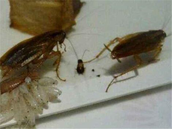 灭蟑螂小窍门最有效,灭蟑螂小窍门简单易学