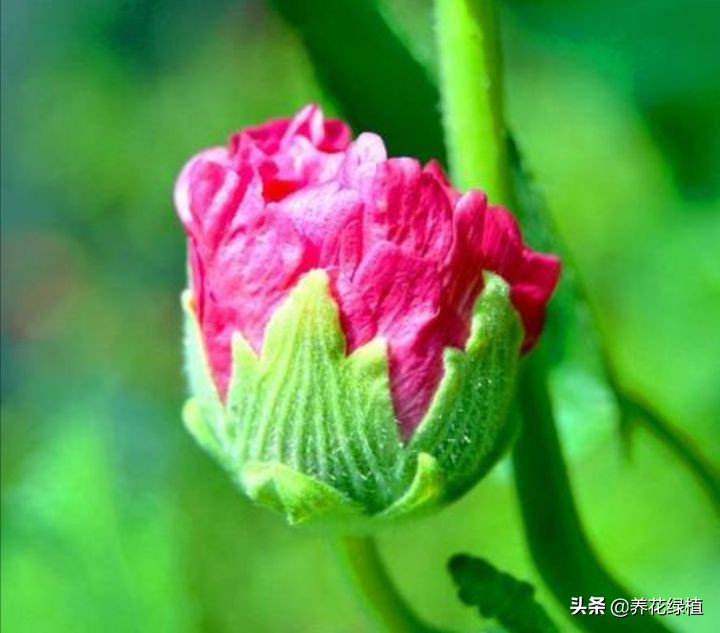 十月花怎么养才好看,十月芙蓉海棠花