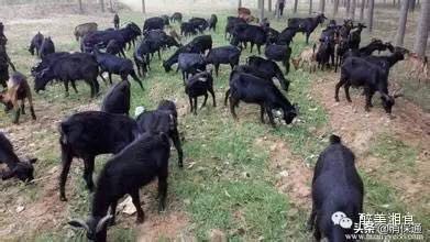 浏阳黑山羊炖粉皮抖音团购,浏阳黑山羊炖粉皮农家乐店