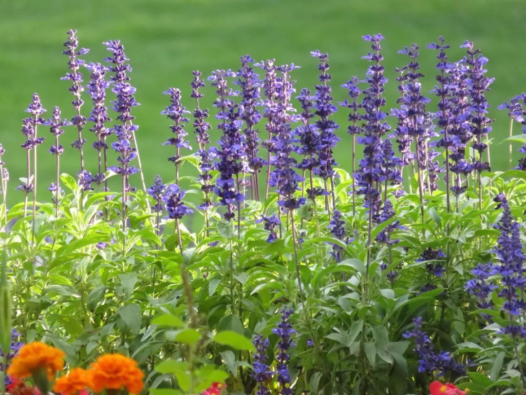 100种常见观叶植物图鉴史上最全,农村常见的100种植物