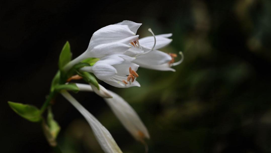 古诗暗香,诗《暗香》